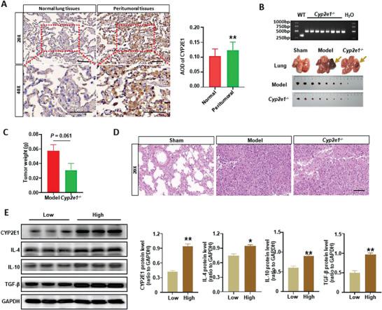 https://cdn.ncbi.nlm.nih.gov/pmc/blobs/1b0f/10724398/c5f81a6e0505/ADVS-10-2303975-g008.jpg