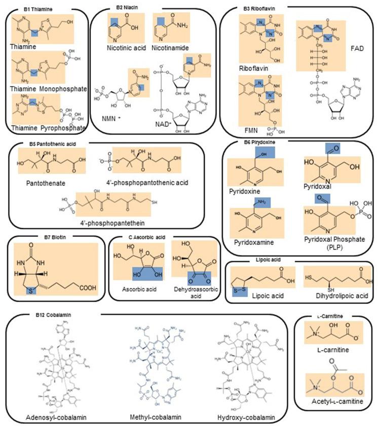 https://cdn.ncbi.nlm.nih.gov/pmc/blobs/1b10/9182050/296b0d3b76e5/molecules-27-03494-g001a.jpg
