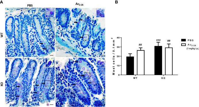 https://cdn.ncbi.nlm.nih.gov/pmc/blobs/1b14/8452975/96c6860e06f4/fimmu-12-689484-g001.jpg