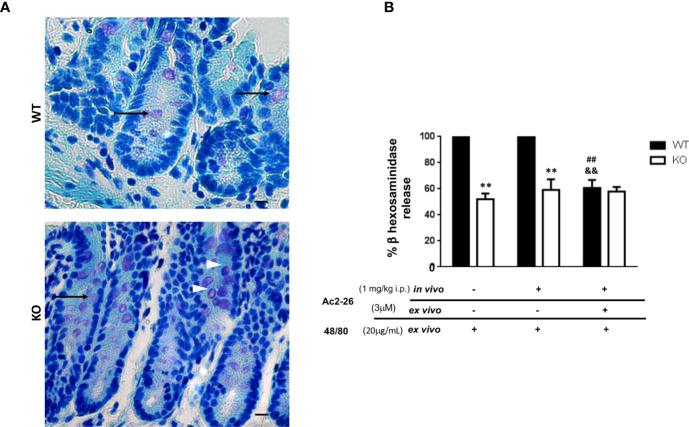 https://cdn.ncbi.nlm.nih.gov/pmc/blobs/1b14/8452975/bd9d39b932ac/fimmu-12-689484-g002.jpg