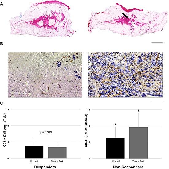 https://cdn.ncbi.nlm.nih.gov/pmc/blobs/1b18/4991417/50dfef873e64/oncotarget-07-19762-g007.jpg