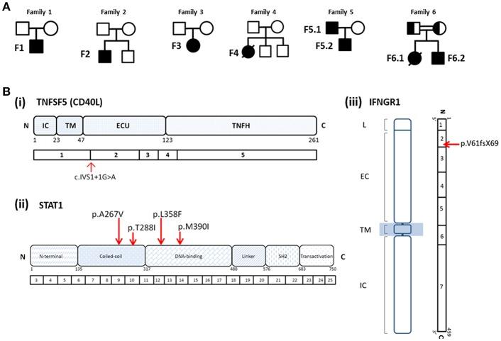 https://cdn.ncbi.nlm.nih.gov/pmc/blobs/1b1b/6753679/851339c3de1a/fimmu-10-02189-g0002.jpg