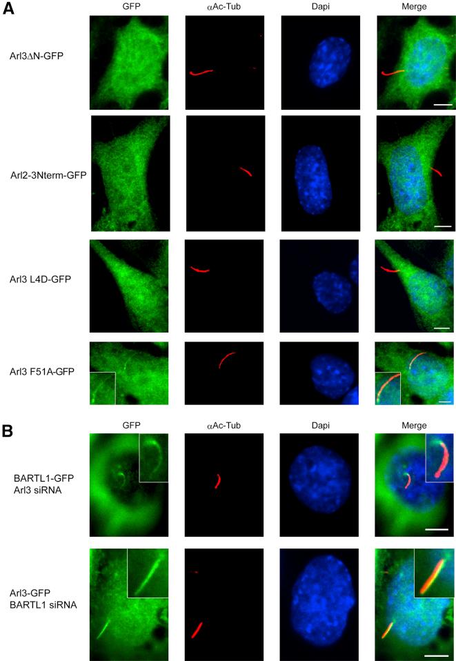 https://cdn.ncbi.nlm.nih.gov/pmc/blobs/1b1c/4635315/5c1d56ed79b6/gr7.jpg