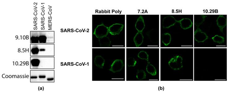 https://cdn.ncbi.nlm.nih.gov/pmc/blobs/1b1d/8537396/391964f98fb9/viruses-13-01899-g002.jpg