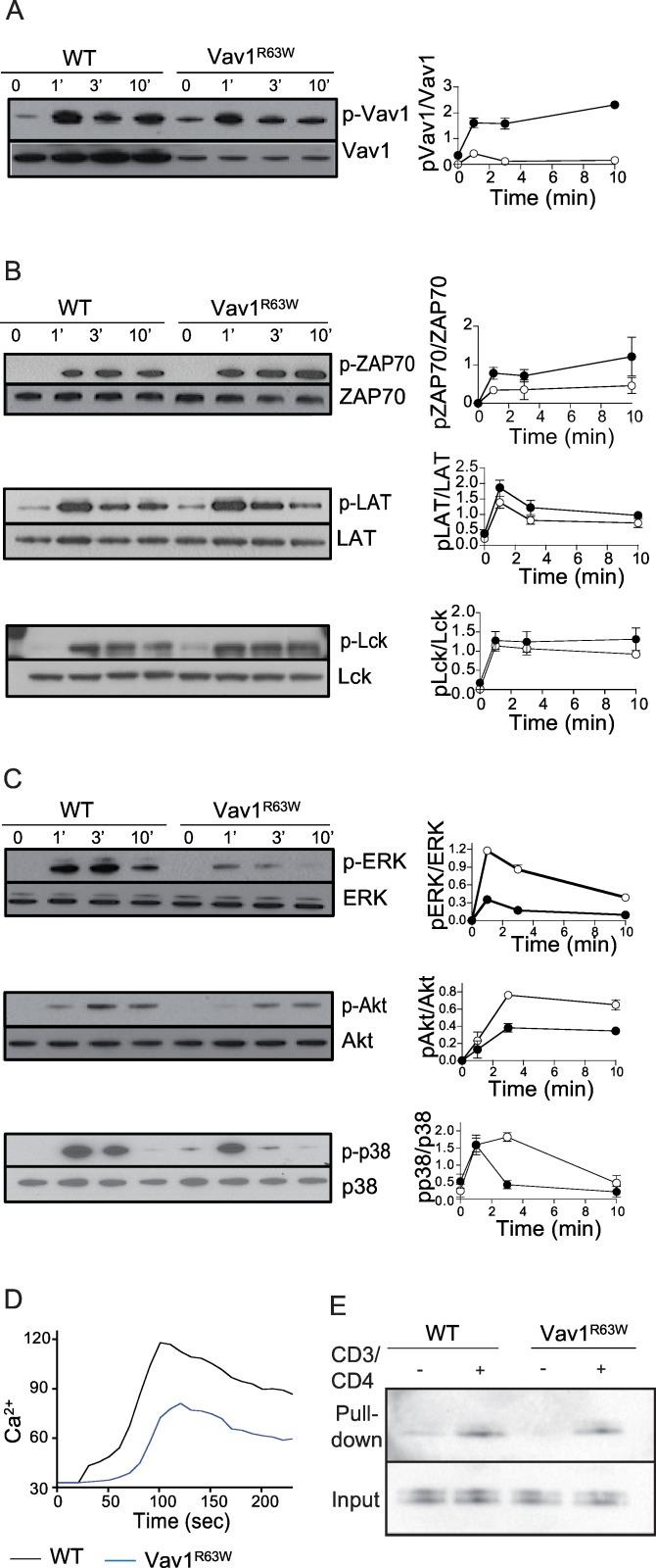 https://cdn.ncbi.nlm.nih.gov/pmc/blobs/1b20/4954684/03577826ef17/pgen.1006185.g005.jpg