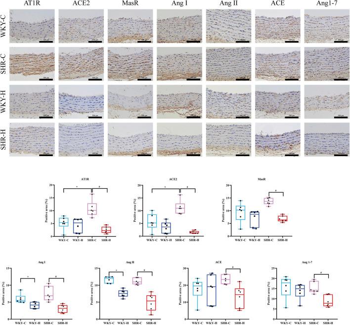 https://cdn.ncbi.nlm.nih.gov/pmc/blobs/1b23/12037635/a01a67a1695f/fphys-16-1565147-g008.jpg
