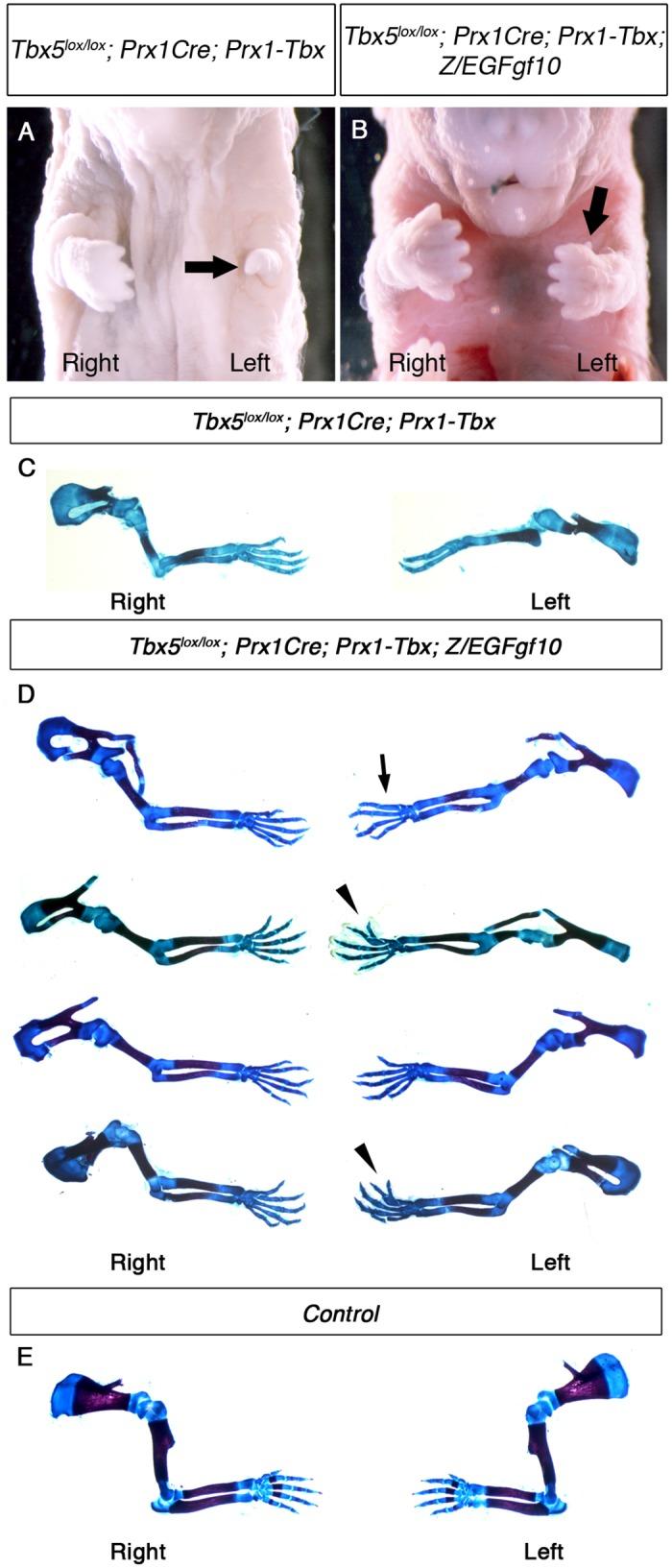 https://cdn.ncbi.nlm.nih.gov/pmc/blobs/1b24/5215935/4ba33b122b98/pgen.1006521.g006.jpg