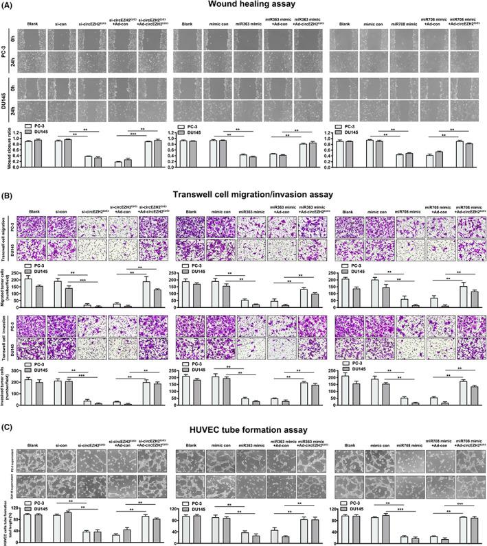 https://cdn.ncbi.nlm.nih.gov/pmc/blobs/1b26/10067432/97edd666b941/CAS-114-1378-g002.jpg
