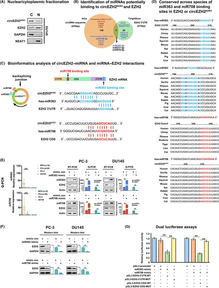 https://cdn.ncbi.nlm.nih.gov/pmc/blobs/1b26/10067432/a06acff6e611/CAS-114-1378-g008.jpg