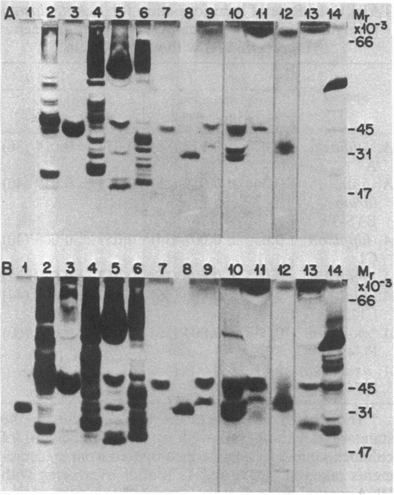 https://cdn.ncbi.nlm.nih.gov/pmc/blobs/1b27/217752/a8b2e1a9d48d/jbacter00243-0368-a.jpg