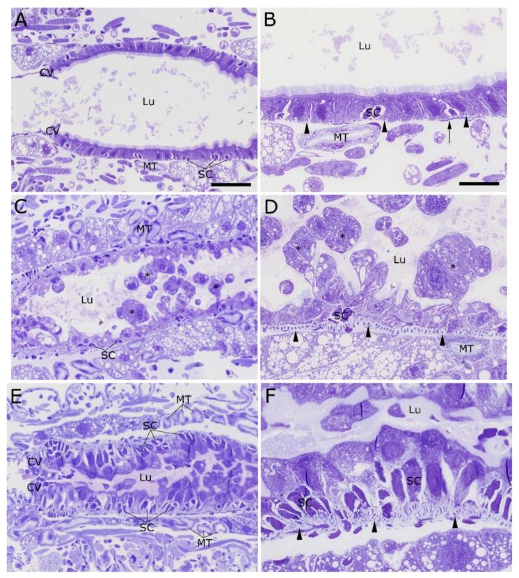 https://cdn.ncbi.nlm.nih.gov/pmc/blobs/1b2a/5450704/dbcac2e79448/toxins-09-00156-g002.jpg