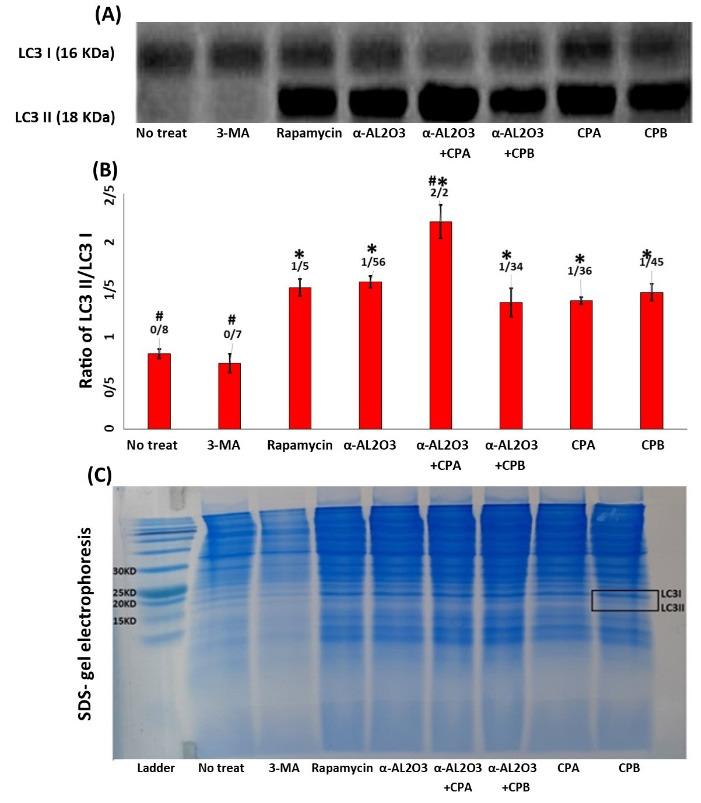 https://cdn.ncbi.nlm.nih.gov/pmc/blobs/1b2e/10509742/93911c88508f/bi-13-393-g002.jpg