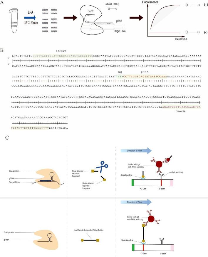 https://cdn.ncbi.nlm.nih.gov/pmc/blobs/1b2f/11564186/d8a3dfa93386/fcimb-14-1477422-g001.jpg
