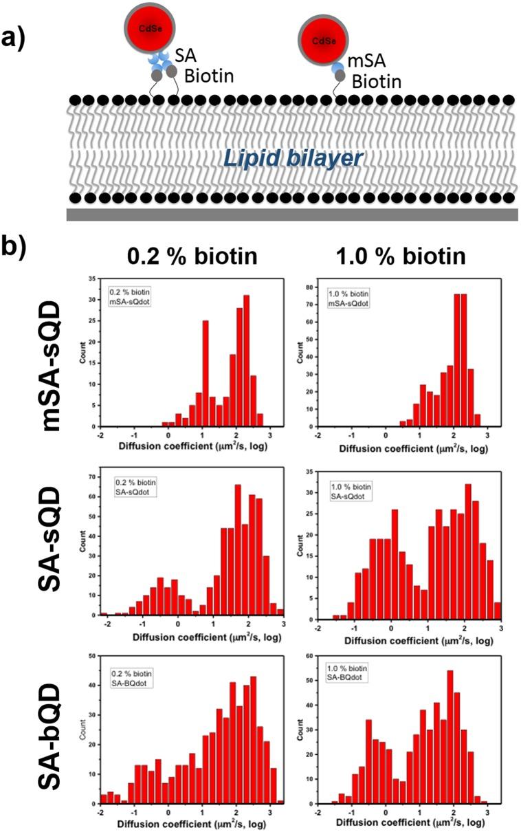 https://cdn.ncbi.nlm.nih.gov/pmc/blobs/1b30/5779237/6a6468126e7f/elife-27744-fig4-figsupp3.jpg
