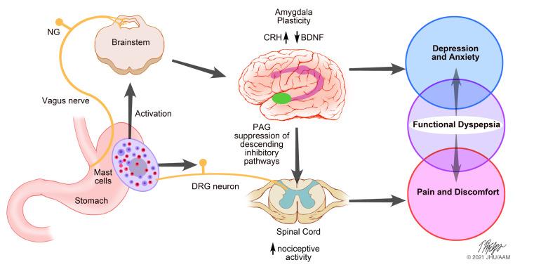 https://cdn.ncbi.nlm.nih.gov/pmc/blobs/1b30/8026195/947a8eb14c93/jciinsight-6-144046-g005.jpg