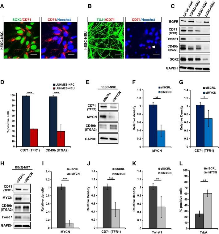 https://cdn.ncbi.nlm.nih.gov/pmc/blobs/1b34/6851846/7ccc65647326/STEM-37-1293-g004.jpg