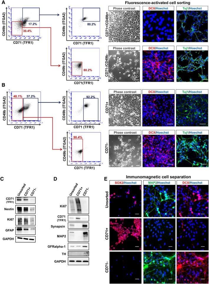 https://cdn.ncbi.nlm.nih.gov/pmc/blobs/1b34/6851846/f94b5e6c4cbf/STEM-37-1293-g007.jpg