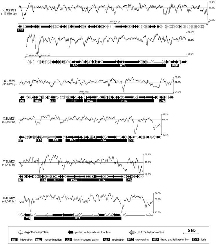 https://cdn.ncbi.nlm.nih.gov/pmc/blobs/1b38/5537653/09c2fd265a2e/viruses-09-00161-g001.jpg