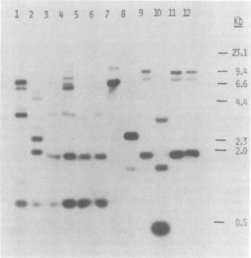 https://cdn.ncbi.nlm.nih.gov/pmc/blobs/1b3a/266021/0fb9fd1fd031/jcm00022-0265-b.jpg