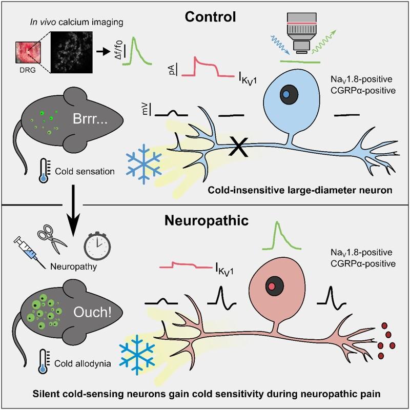 https://cdn.ncbi.nlm.nih.gov/pmc/blobs/1b3e/8320254/0c8301cd7e54/awab086f8.jpg