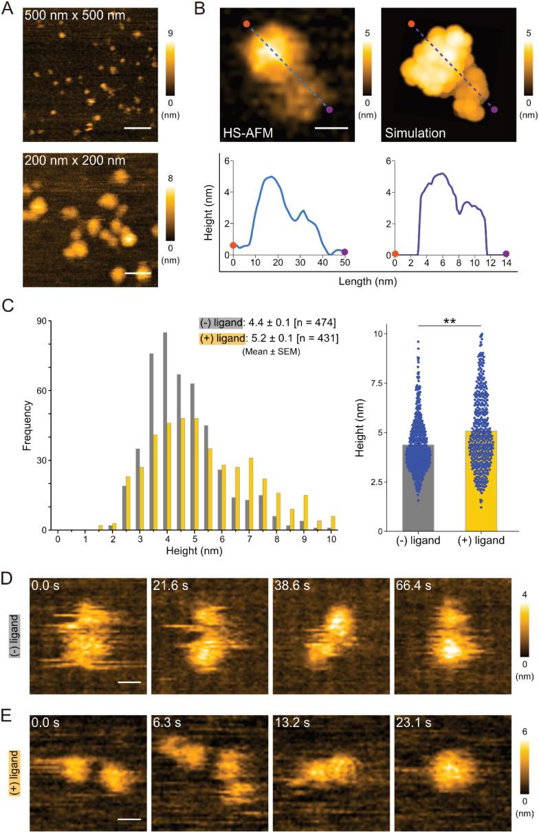 https://cdn.ncbi.nlm.nih.gov/pmc/blobs/1b41/12045019/86ed9b4b6562/nn4c14943_0002.jpg