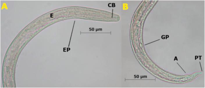 https://cdn.ncbi.nlm.nih.gov/pmc/blobs/1b44/7550912/c2b88eccc527/gr3.jpg