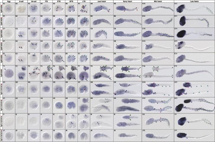 https://cdn.ncbi.nlm.nih.gov/pmc/blobs/1b48/11733497/446901cbad14/msae260f4.jpg