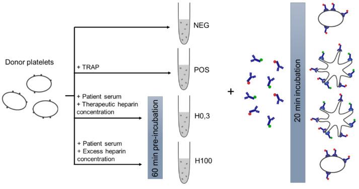 https://cdn.ncbi.nlm.nih.gov/pmc/blobs/1b48/7999851/cf5c3336c097/biomedicines-09-00296-g001.jpg