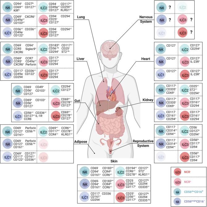 https://cdn.ncbi.nlm.nih.gov/pmc/blobs/1b49/8960279/cb58eff2cb5d/fimmu-13-836999-g002.jpg