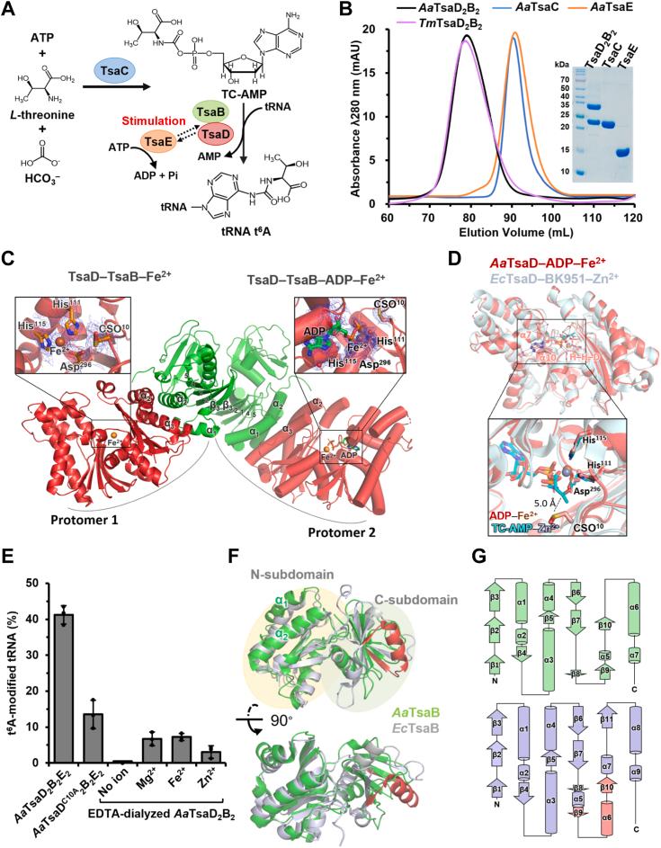https://cdn.ncbi.nlm.nih.gov/pmc/blobs/1b4a/11648230/f54ff25456e6/gr1.jpg