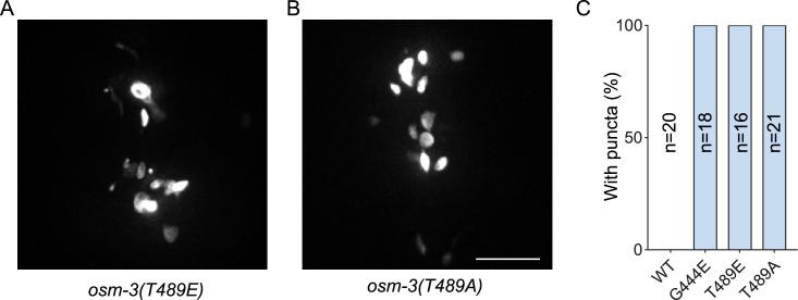 https://cdn.ncbi.nlm.nih.gov/pmc/blobs/1b4a/12158429/01bf35b48432/elife-103648-fig5-figsupp2.jpg