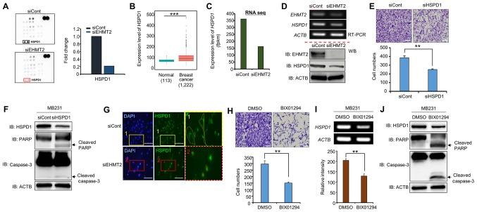 https://cdn.ncbi.nlm.nih.gov/pmc/blobs/1b4d/6254934/671df20a3f32/IJO-54-01-0065-g03.jpg