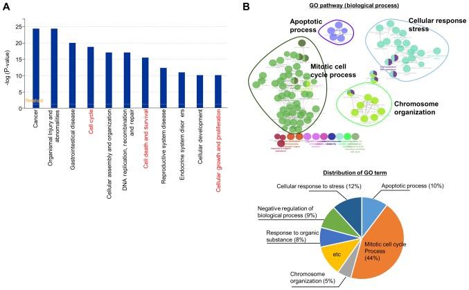 https://cdn.ncbi.nlm.nih.gov/pmc/blobs/1b4d/6254934/9dbea6f6b252/IJO-54-01-0065-g02.jpg
