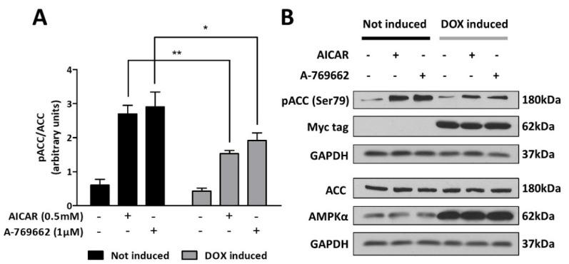 https://cdn.ncbi.nlm.nih.gov/pmc/blobs/1b51/9180554/0e9265068df0/cells-11-01800-g003.jpg