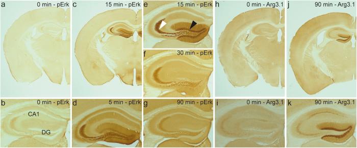 https://cdn.ncbi.nlm.nih.gov/pmc/blobs/1b56/5368636/52c534e6fed4/srep45101-f1.jpg
