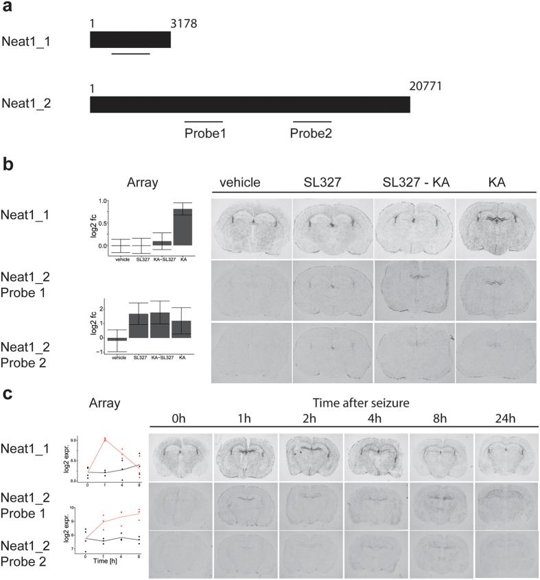 https://cdn.ncbi.nlm.nih.gov/pmc/blobs/1b56/5368636/6b6a223520f5/srep45101-f7.jpg
