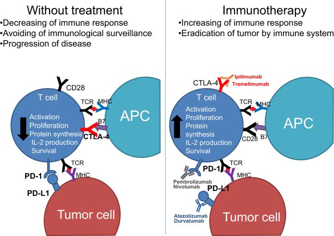 https://cdn.ncbi.nlm.nih.gov/pmc/blobs/1b56/5833343/e8516b864797/41419_2017_63_Fig2_HTML.jpg