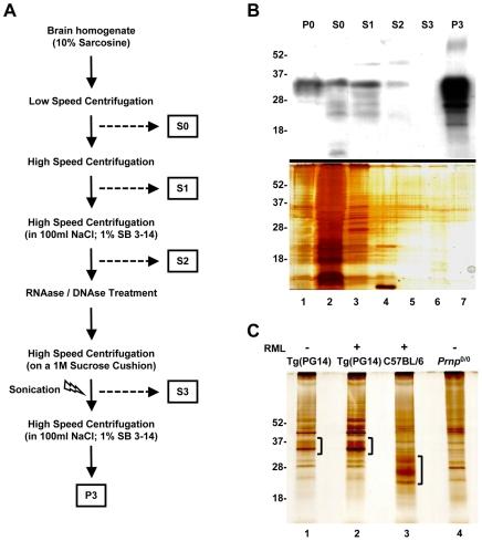 https://cdn.ncbi.nlm.nih.gov/pmc/blobs/1b57/2773113/f79d5ba69ab6/pone.0007816.g001.jpg