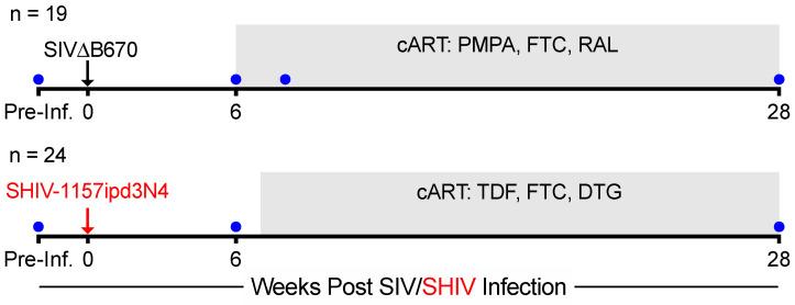 https://cdn.ncbi.nlm.nih.gov/pmc/blobs/1b59/8402906/dd2e6c8562cf/viruses-13-01609-g001.jpg