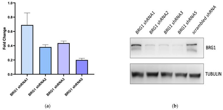 https://cdn.ncbi.nlm.nih.gov/pmc/blobs/1b5f/8750310/d8c0f500b05e/cancers-14-00151-g004a.jpg
