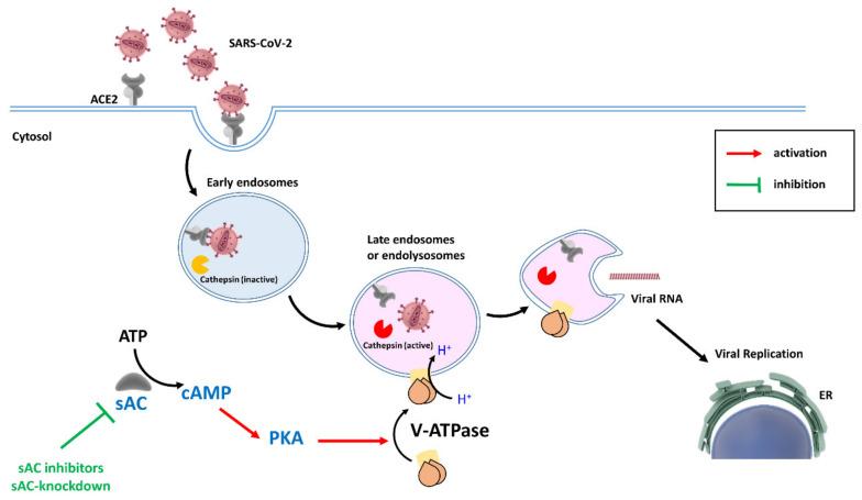 https://cdn.ncbi.nlm.nih.gov/pmc/blobs/1b65/7563949/bf0ea331fcf3/cells-09-01962-g001.jpg