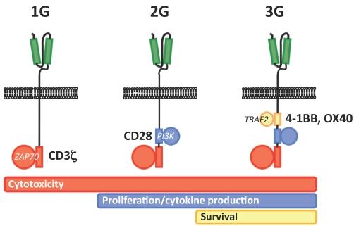 https://cdn.ncbi.nlm.nih.gov/pmc/blobs/1b67/3133962/d64379be8005/jcav02p0378g01.jpg