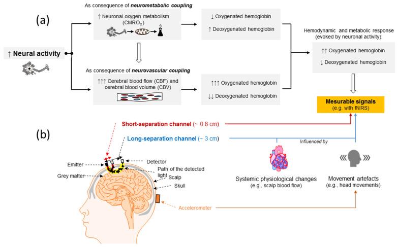 https://cdn.ncbi.nlm.nih.gov/pmc/blobs/1b6c/7348779/b1b199963f81/brainsci-10-00342-g001.jpg