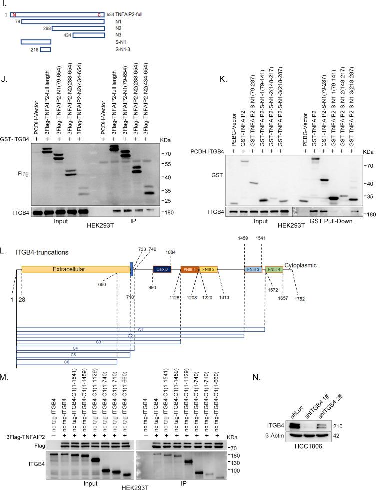 https://cdn.ncbi.nlm.nih.gov/pmc/blobs/1b6f/10547475/b922cbad4ca2/elife-88483-fig5-figsupp2.jpg