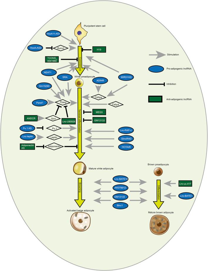 https://cdn.ncbi.nlm.nih.gov/pmc/blobs/1b74/10543472/15b82079cf40/fcell-11-1173904-g004.jpg