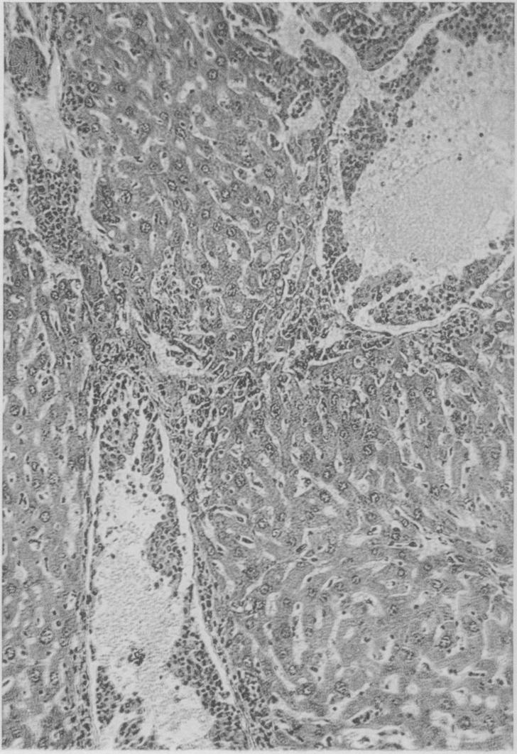 https://cdn.ncbi.nlm.nih.gov/pmc/blobs/1b75/2099039/db807d965f56/jmedres00078-0207-d.jpg