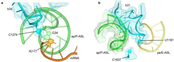 https://cdn.ncbi.nlm.nih.gov/pmc/blobs/1b76/8674143/b7d89037bf5a/41586_2021_4131_Fig8_ESM.jpg