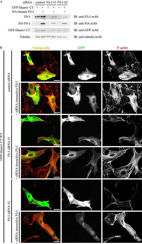 https://cdn.ncbi.nlm.nih.gov/pmc/blobs/1b78/2871490/a691f43aeb64/zbc0221015960005.jpg