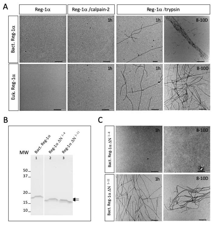 https://cdn.ncbi.nlm.nih.gov/pmc/blobs/1b79/9369050/51eb87983a59/ijms-23-08591-g006.jpg
