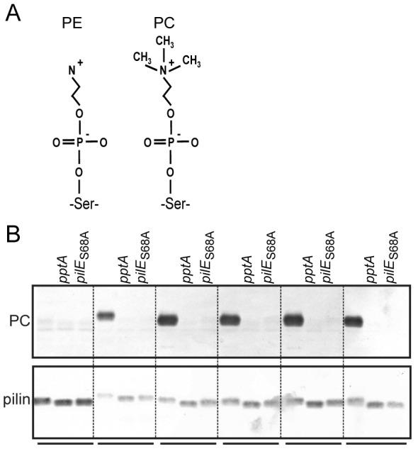 https://cdn.ncbi.nlm.nih.gov/pmc/blobs/1b7b/4010543/9fcfd04f9ae8/pone.0096419.g001.jpg